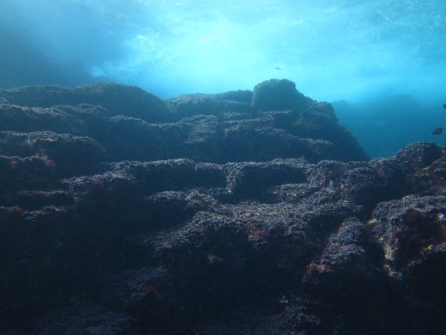 �W�I�_�C�r���O