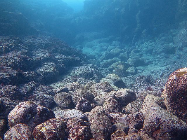 �W�I�_�C�r���O