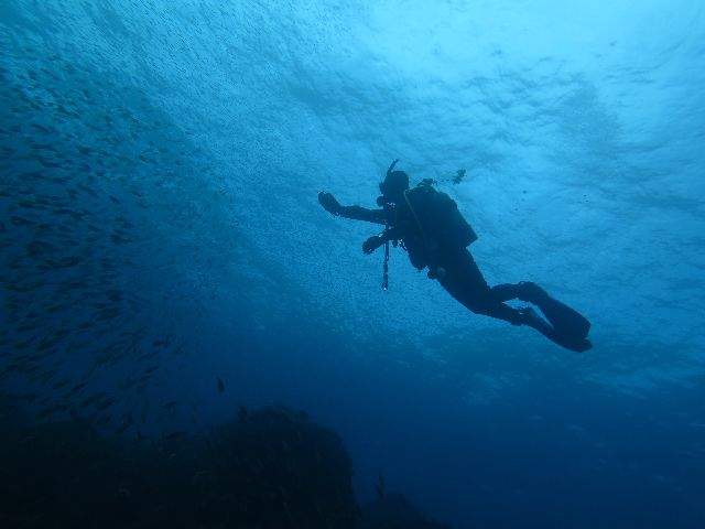 �ɓ��C�m�����E�x�˂̃_�C�r���O�ʐ^