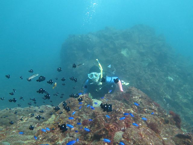 �ɓ��C�m�����E�x�˂̃_�C�r���O�ʐ^