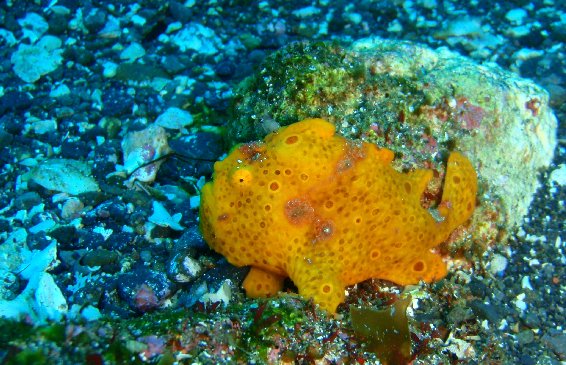 ������@�_�C�r���O�ʐ^