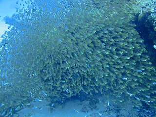 �{�Ó��c�A�[