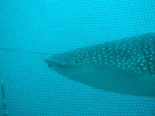 �W���x�C�U��