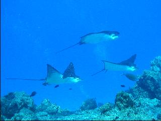 �p�x��ς��ă}�_���g�r�G�C