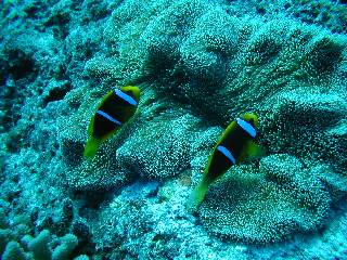 �N�}�m�~�Ăѕ��Ⴄ���낤��