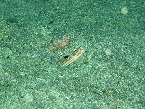 �ɓ������ʐ^�@�N���b�N�ő傫���Ȃ�܂�