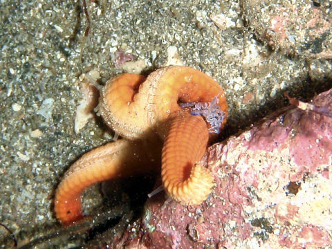 �ɓ������ʐ^�@�N���b�N�ő傫���Ȃ�܂�