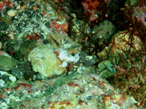 �ɓ������ʐ^�@�N���b�N�ő傫���Ȃ�܂�