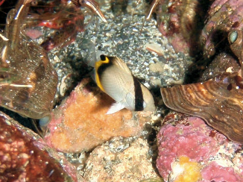 �ɓ������ʐ^�@�N���b�N�ő傫���Ȃ�܂�