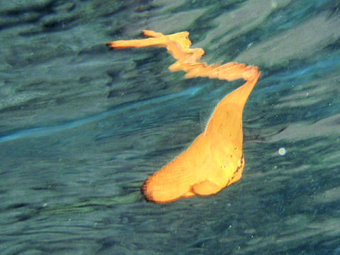 �ɓ������ʐ^�@�N���b�N�ő傫���Ȃ�܂�