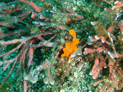 �ɓ������ʐ^�@�N���b�N�ő傫���Ȃ�܂�