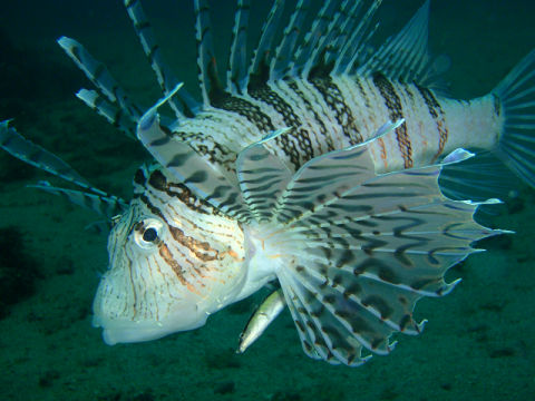 �ɓ������ʐ^�@�N���b�N�ő傫���Ȃ�܂�