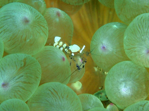 �ɓ������ʐ^�@�N���b�N�ő傫���Ȃ�܂�