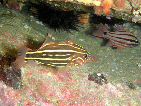 �ɓ������ʐ^�@�N���b�N�ő傫���Ȃ�܂�