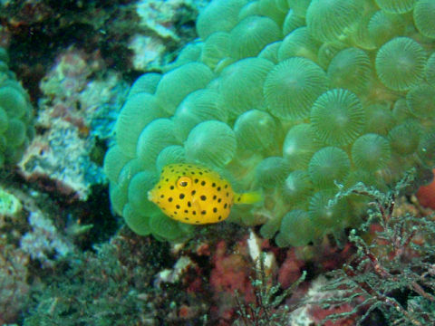 �ɓ������ʐ^�@�N���b�N�ő傫���Ȃ�܂�