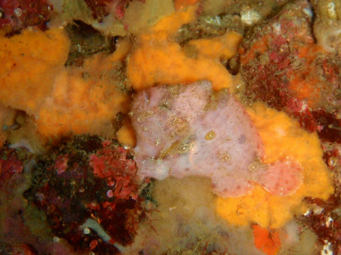 �ɓ������ʐ^�@�N���b�N�ő傫���Ȃ�܂�