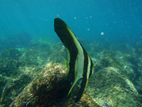 �ɓ������ʐ^�@�N���b�N�ő傫���Ȃ�܂�