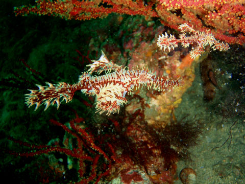 �ɓ������ʐ^�@�N���b�N�ő傫���Ȃ�܂�