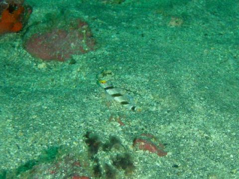 �ɓ������ʐ^�@�N���b�N�ő傫���Ȃ�܂�