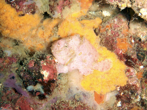 �ɓ������ʐ^�@�N���b�N�ő傫���Ȃ�܂�