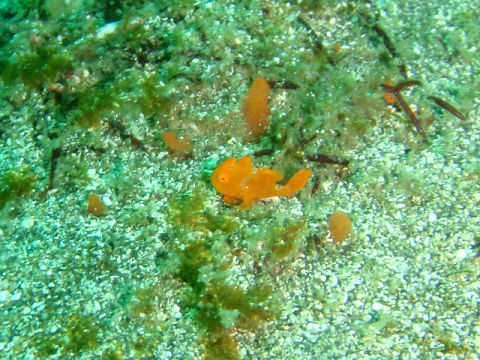 �ɓ������ʐ^�@�N���b�N�ő傫���Ȃ�܂�