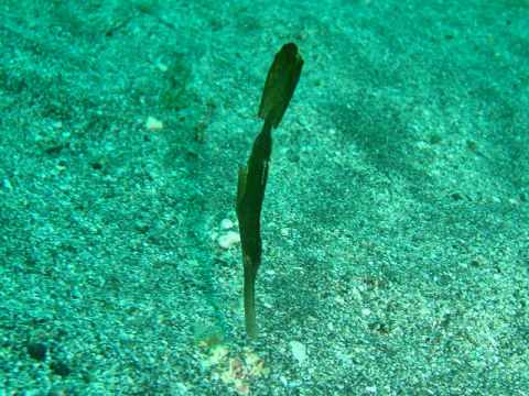 �ɓ������ʐ^�@�N���b�N�ő傫���Ȃ�܂�