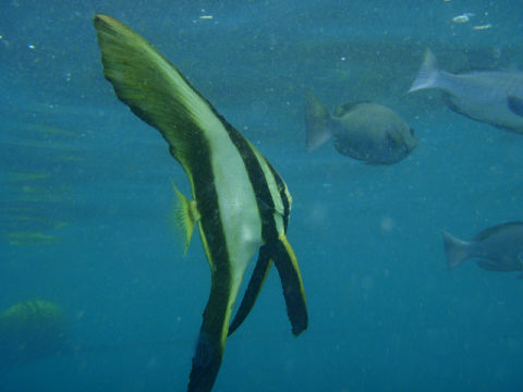 �ɓ������ʐ^�@�N���b�N�ő傫���Ȃ�܂�