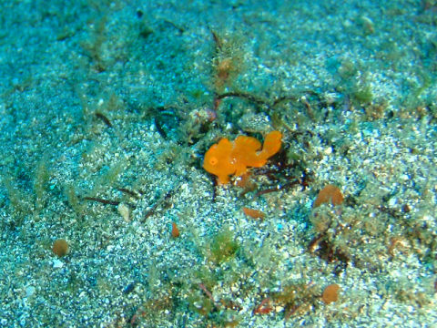 �ɓ������ʐ^�@�N���b�N�ő傫���Ȃ�܂�