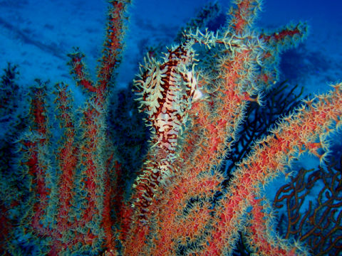 �ɓ������ʐ^�@�N���b�N�ő傫���Ȃ�܂�