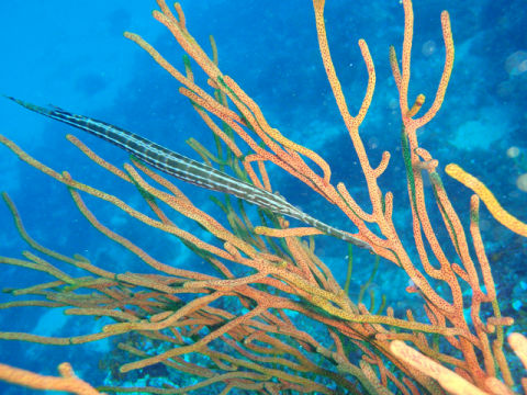 �ɓ������ʐ^�@�N���b�N�ő傫���Ȃ�܂�