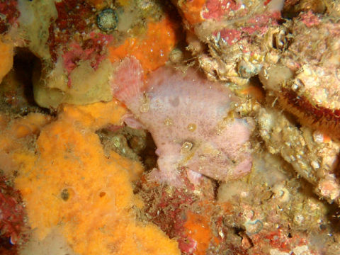 �ɓ������ʐ^�@�N���b�N�ő傫���Ȃ�܂�