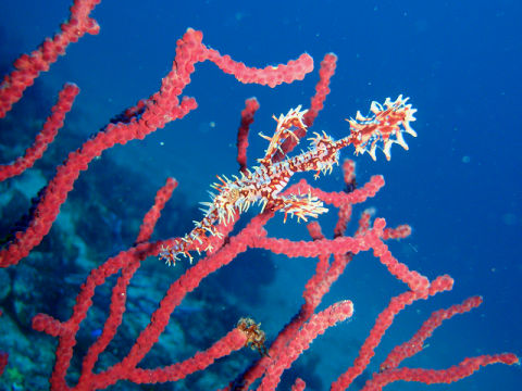 �ɓ������ʐ^�@�N���b�N�ő傫���Ȃ�܂�