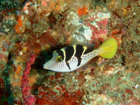 �ɓ������ʐ^�@�N���b�N�ő傫���Ȃ�܂�