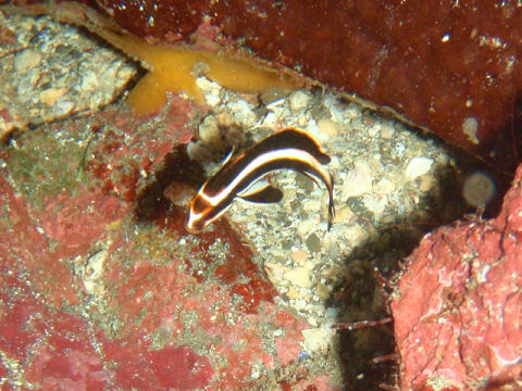 �ɓ������ʐ^�@�N���b�N�ő傫���Ȃ�܂�