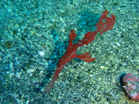 �ɓ������ʐ^�@�N���b�N�ő傫���Ȃ�܂�