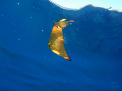 �ɓ������ʐ^�@�N���b�N�ő傫���Ȃ�܂�