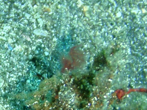 �ɓ������ʐ^�@�N���b�N�ő傫���Ȃ�܂�