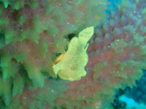 �ɓ������ʐ^�@�N���b�N�ő傫���Ȃ�܂�