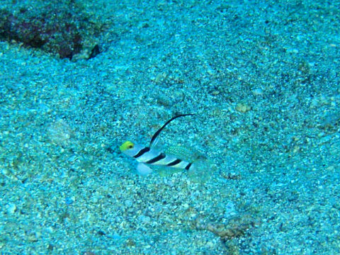 �ɓ������ʐ^�@�N���b�N�ő傫���Ȃ�܂�