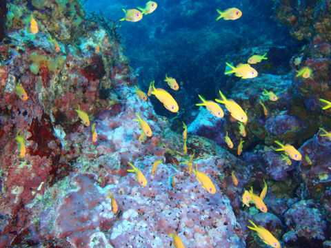 �ɓ������ʐ^�@�N���b�N�ő傫���Ȃ�܂�