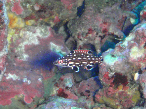 �ɓ������ʐ^�@�N���b�N�ő傫���Ȃ�܂�