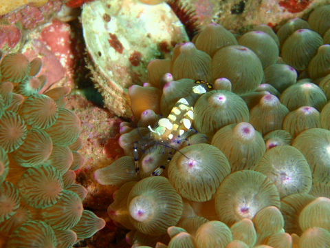 �ɓ������ʐ^�@�N���b�N�ő傫���Ȃ�܂�