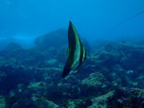 �ɓ������ʐ^�@�N���b�N�ő傫���Ȃ�܂�