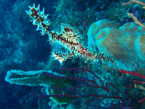 �ɓ������ʐ^�@�N���b�N�ő傫���Ȃ�܂�