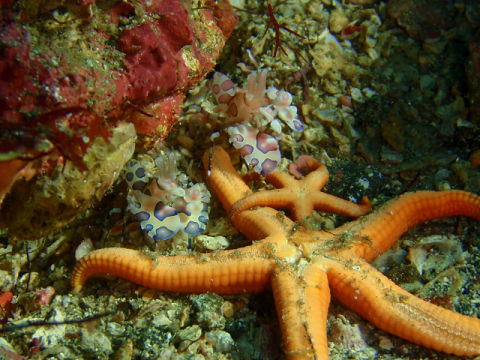 �ɓ������ʐ^�@�N���b�N�ő傫���Ȃ�܂�