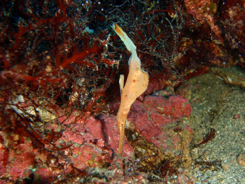 �ɓ������ʐ^�@�N���b�N�ő傫���Ȃ�܂�