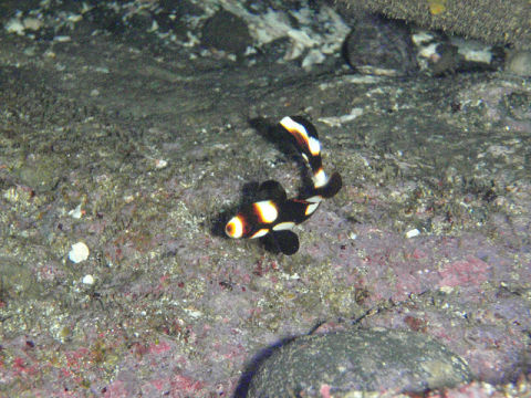 �ɓ������ʐ^�@�N���b�N�ő傫���Ȃ�܂�