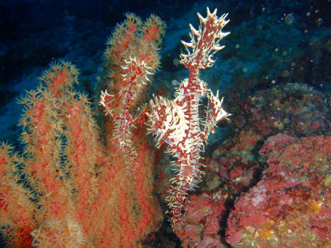 �ɓ������ʐ^�@�N���b�N�ő傫���Ȃ�܂�