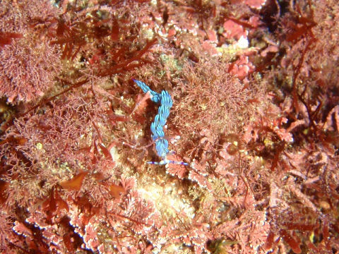 �ɓ������ʐ^�@�N���b�N�ő傫���Ȃ�܂�