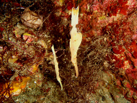 �ɓ������ʐ^�@�N���b�N�ő傫���Ȃ�܂�